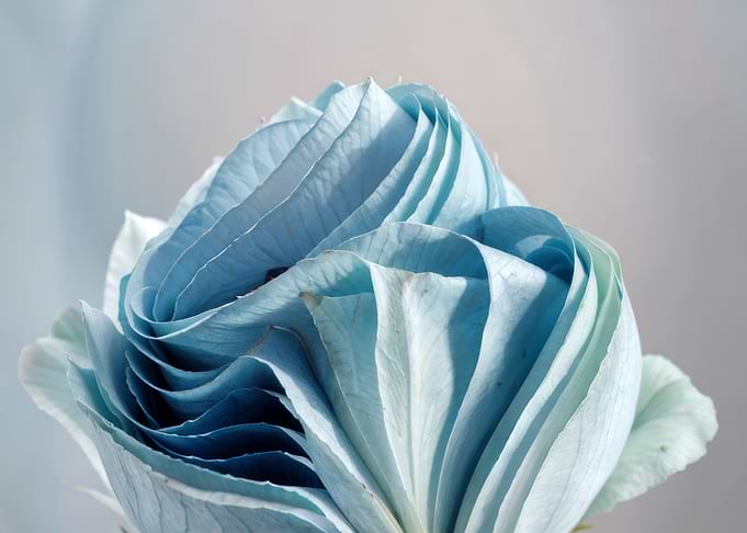 Blue Rose Close-Up