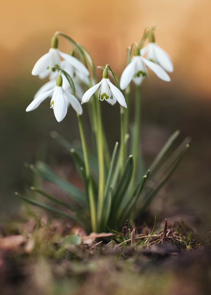 Snowdrop Flowers