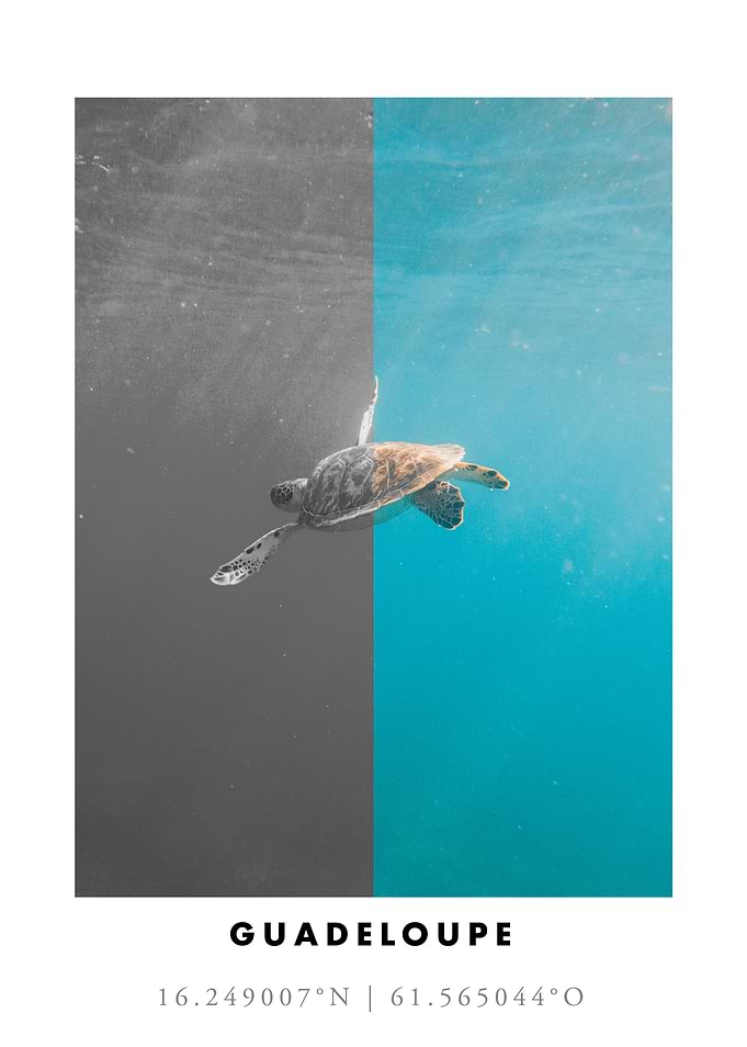 Sea Turtle Guadeloupe