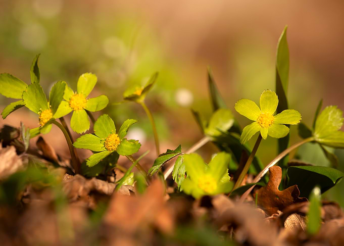 Yellow Wildflowers in Forest