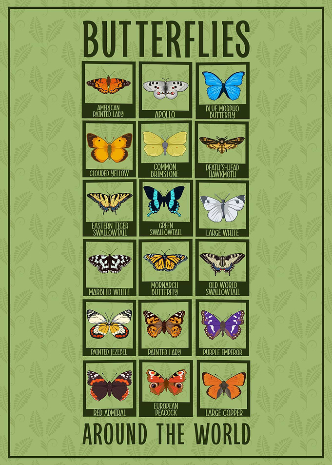 Butterfly Chart