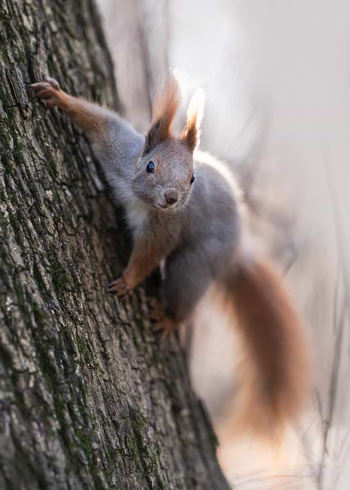 Squirrel on Tree Trunk