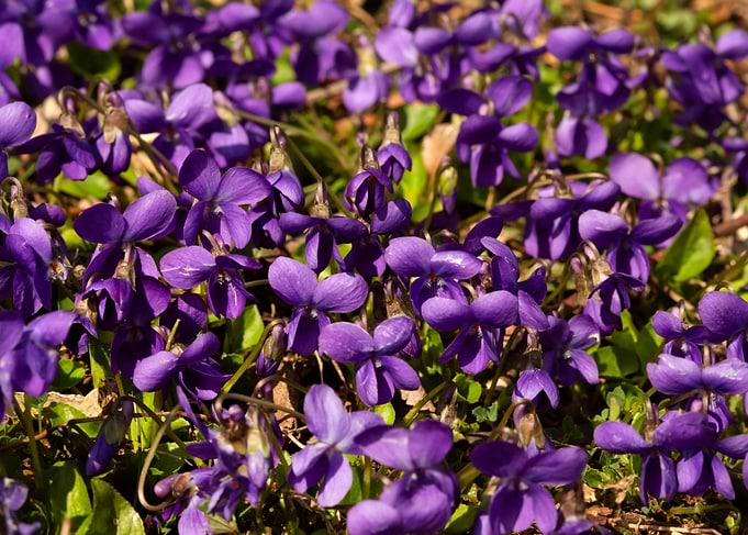 Purple Violet Flowers