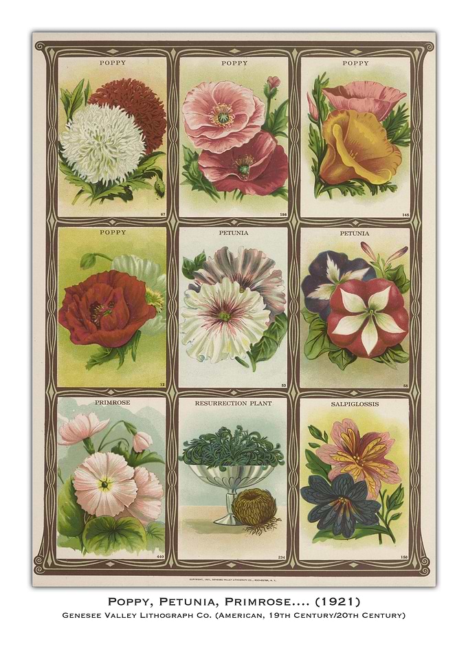 Vintage Flower Seed Packet Art