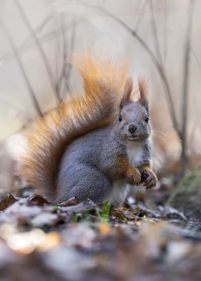 Red Squirrel in Forest