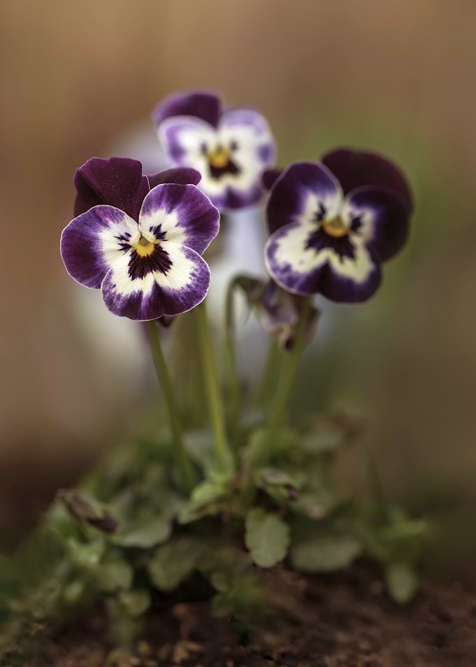 Purple and White Pansies