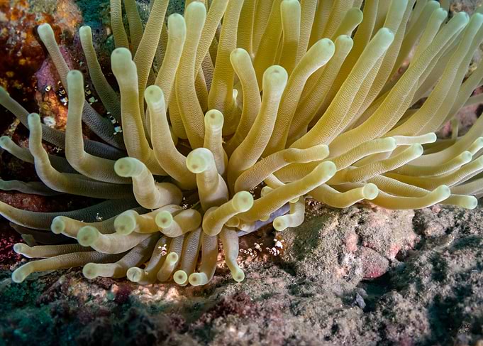 Sea Anemone Close-Up