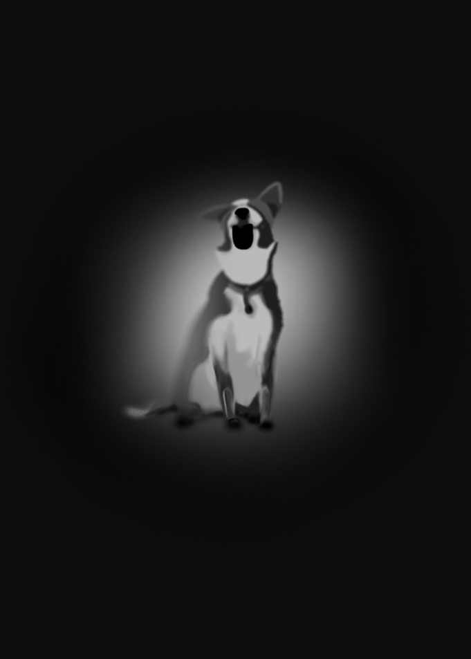 The Border Collie