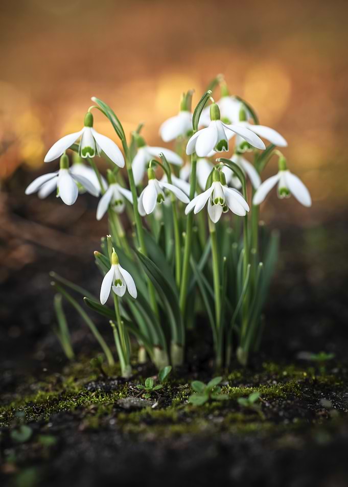 Snowdrop Flowers in Bloom