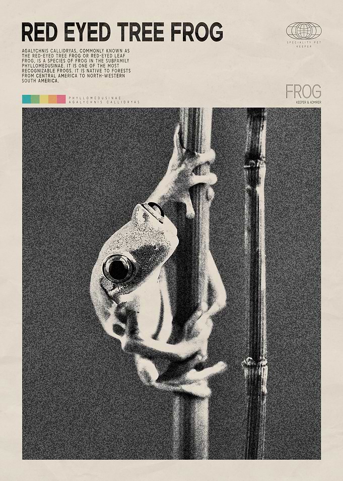 Red Eyed Tree Frog Poster