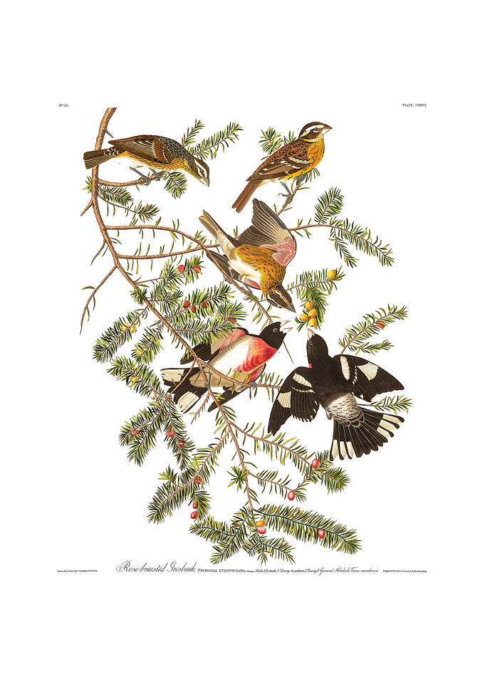 The Birds of America - Rose-breasted Grosbeak