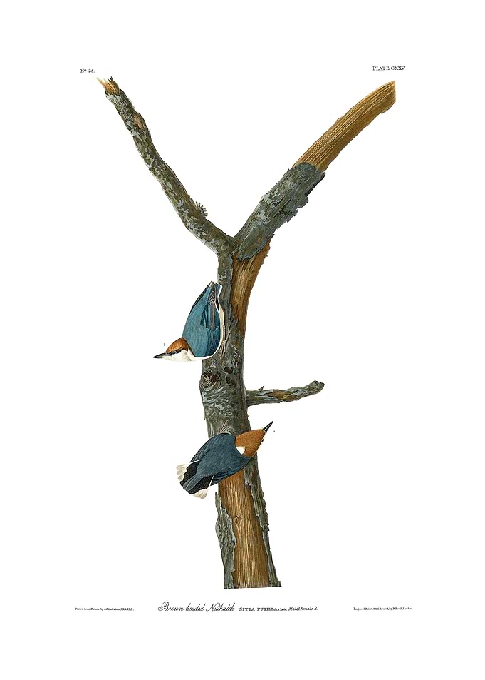 The Birds of America - Brown-headed Nuthatch