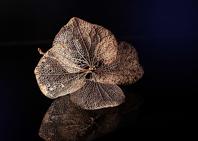 Skeleton Leaf on Black