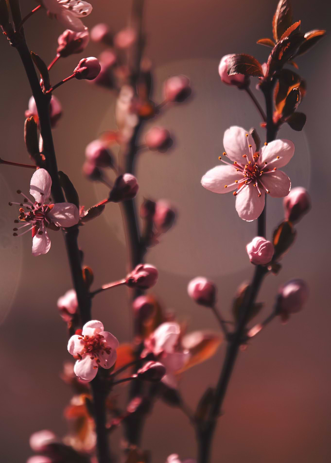 Pink Cherry Blossoms