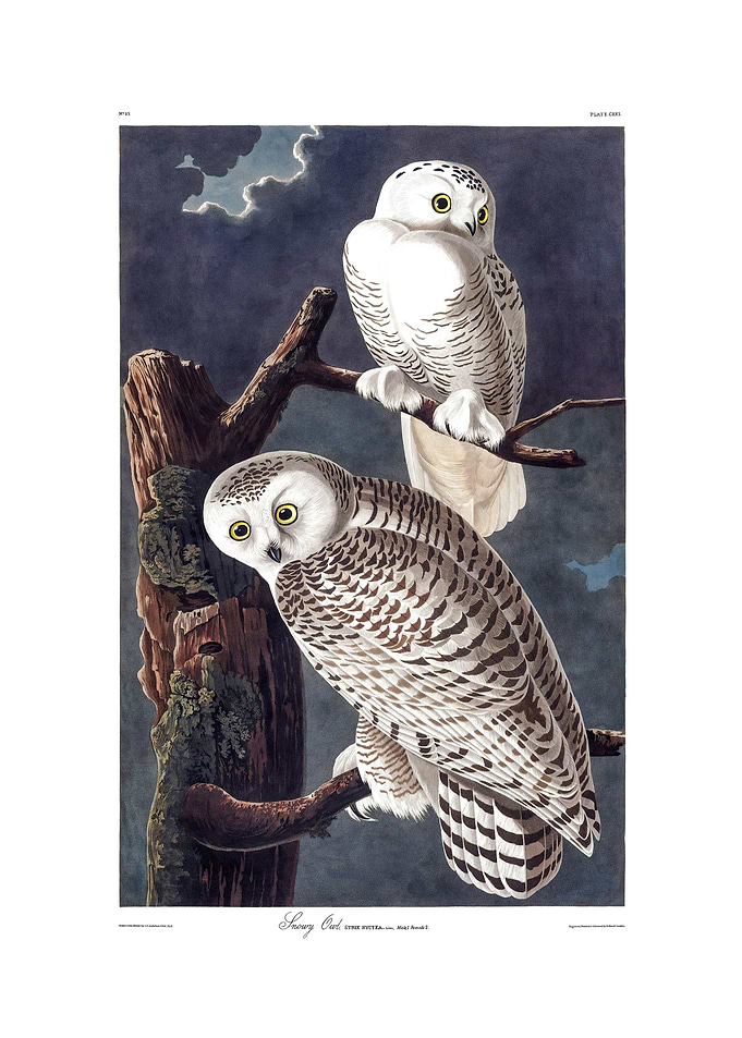 The Birds of America - Snowy Owl