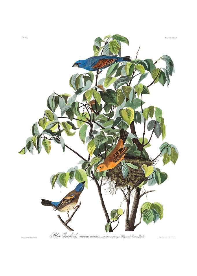 The Birds of America - Blue Grosbeak