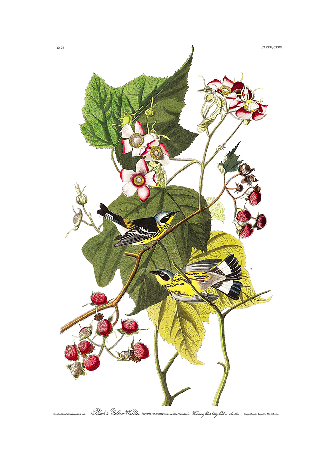 The Birds of America - Black & Yellow Warbler