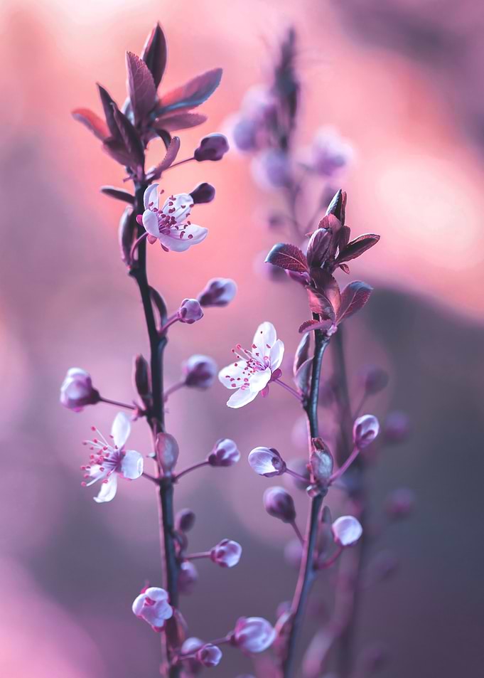 Delicate Pink Blossoms