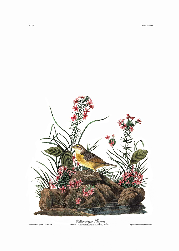 The Birds of America - Yellow-winged Sparrow