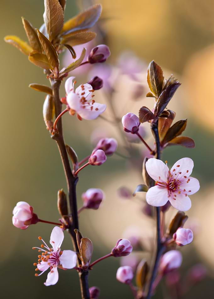 Pink Cherry Blossoms
