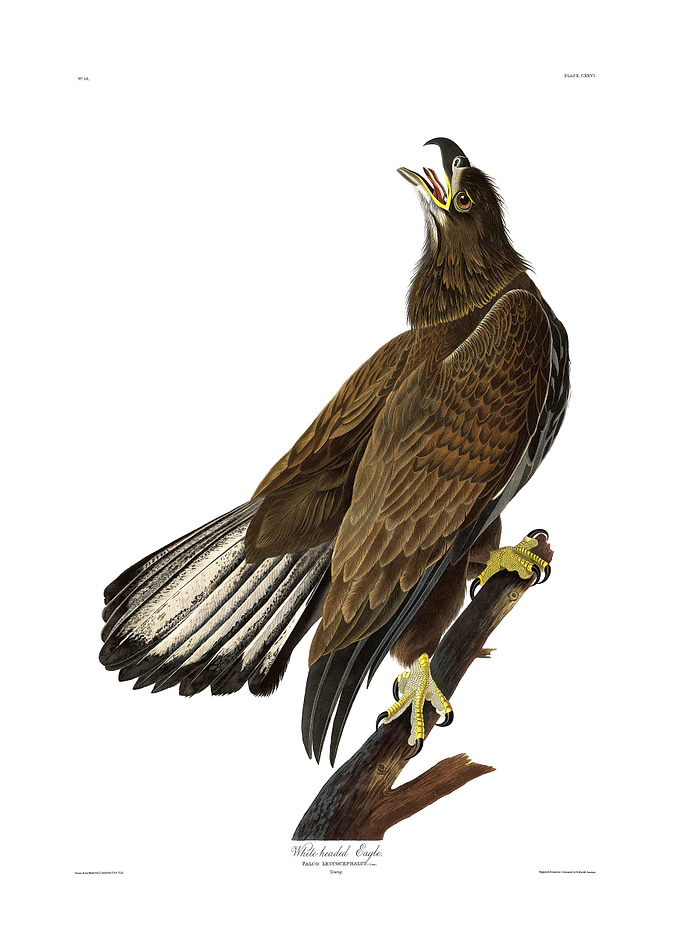 The Birds of America - White-headed Eagle