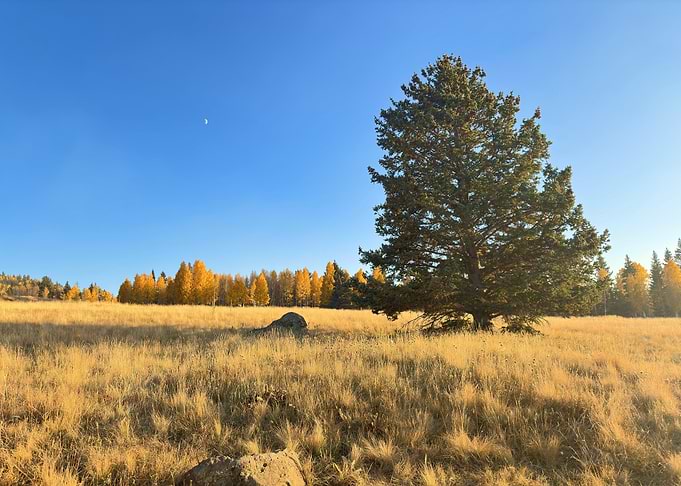 Autumn Meadow Landscape