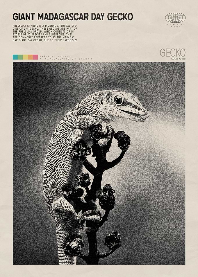 Giant Madagascar Day Gecko Poster