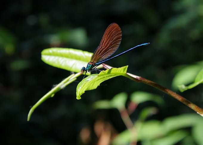 Dragonfly on Leaf