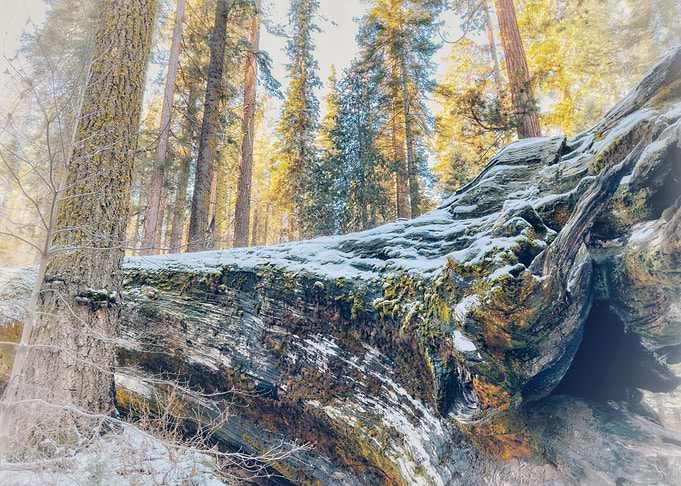 Fallen Giant in Winter Forest