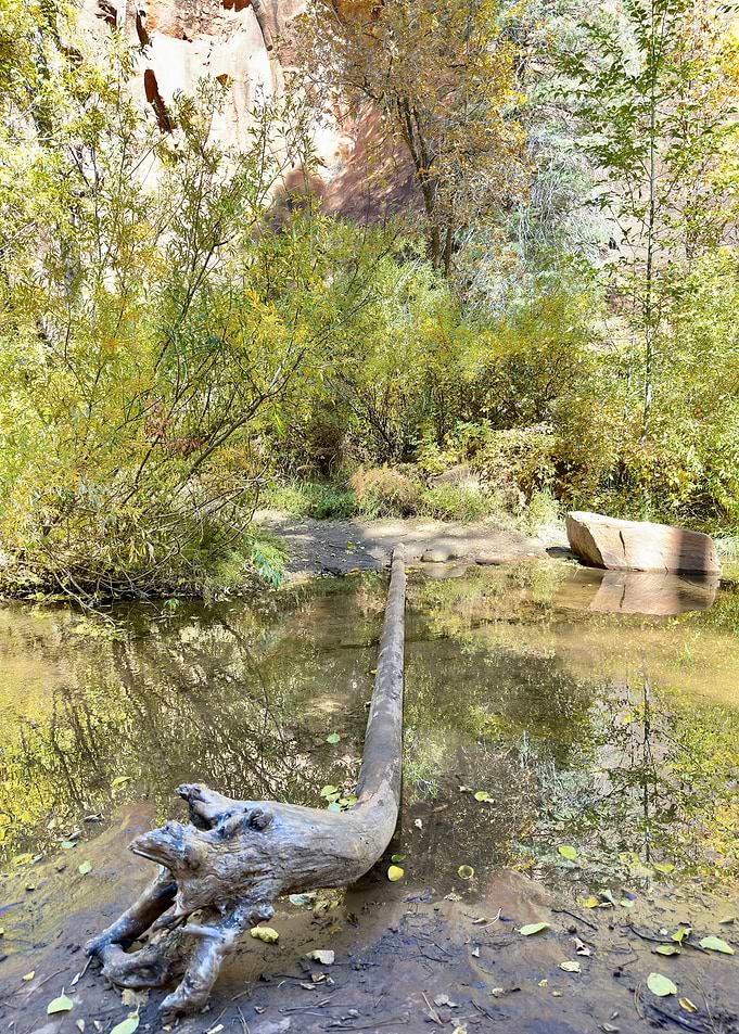 Fallen Log in Forest Stream