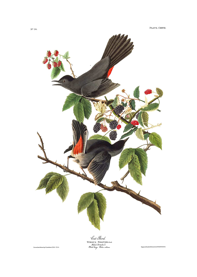 The Birds of America - Cat Bird