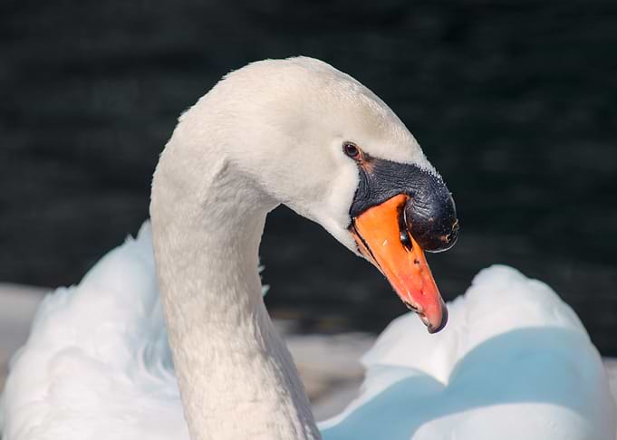 White Swan Close-Up