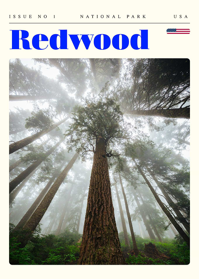 Redwood National Park Travel Art Poster