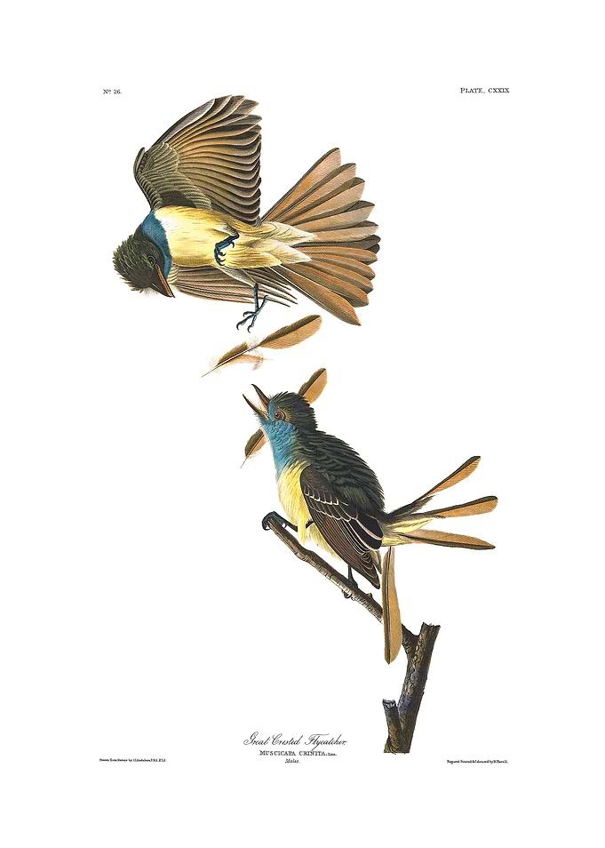 The Birds of America - Great Crested Flycatcher