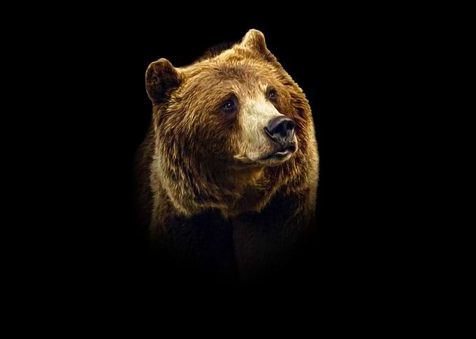 Brown Bear Portrait