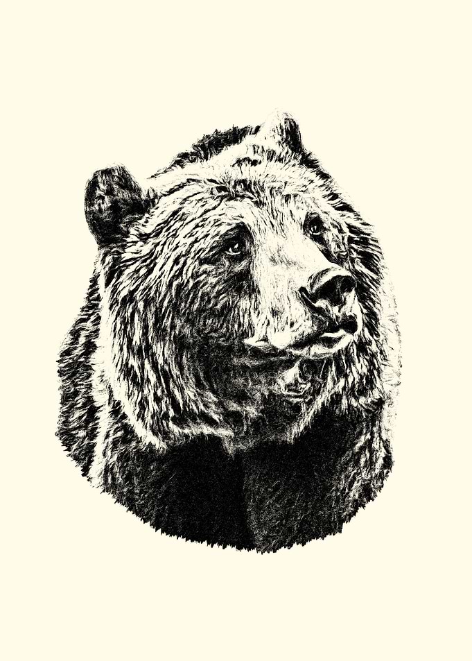Bear Portrait Sketch