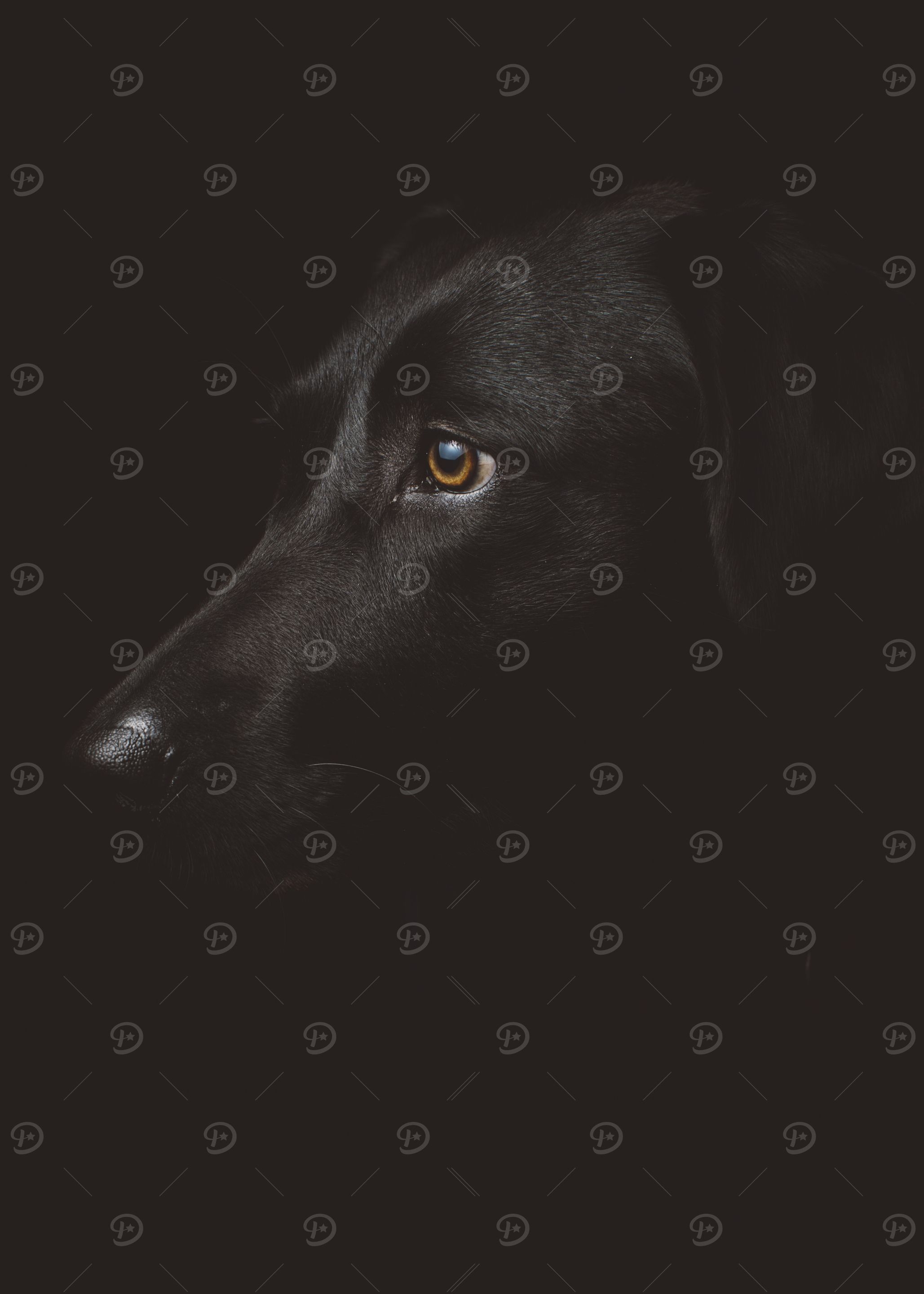 Black Dog Portrait