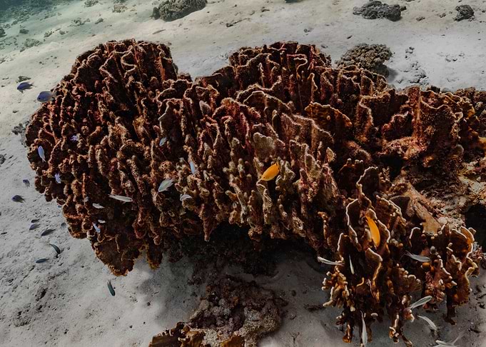 Coral Reef Underwater