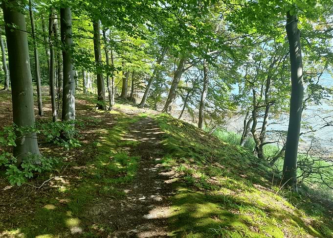 Forest Path to the Sea