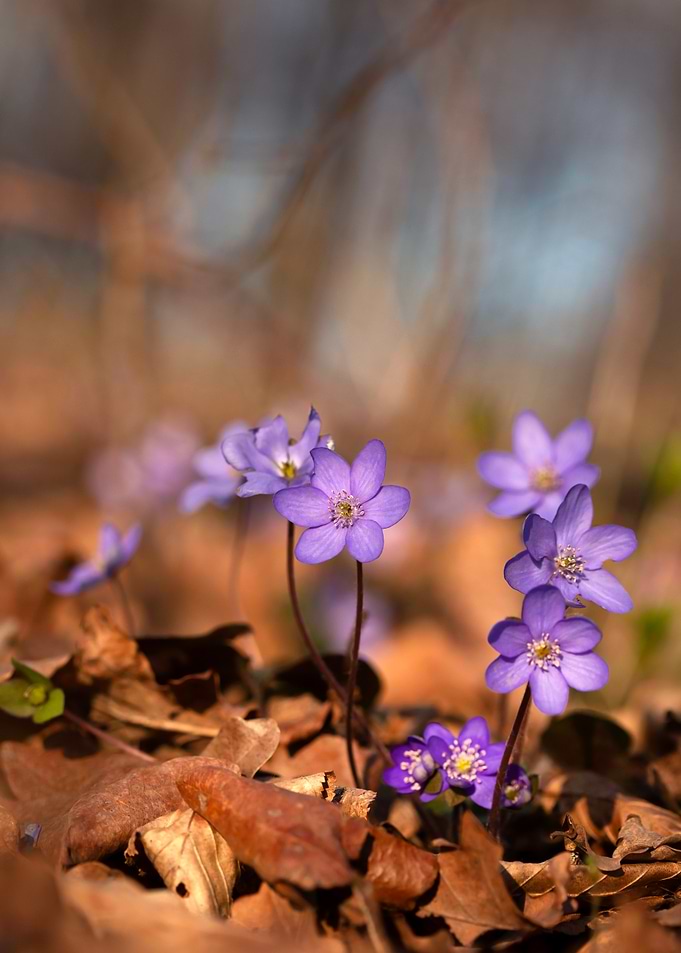 Purple Flowers in Forest