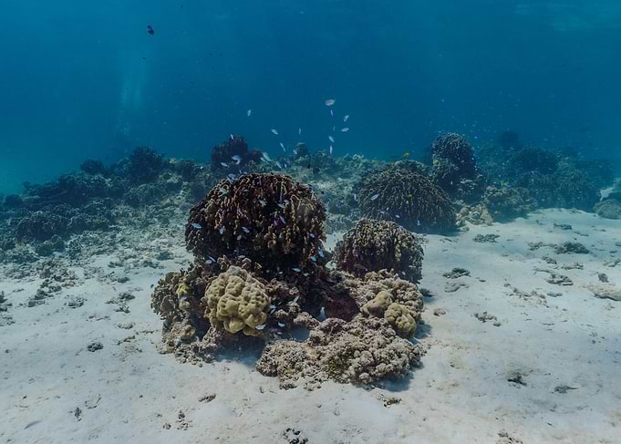 Coral Reef Underwater