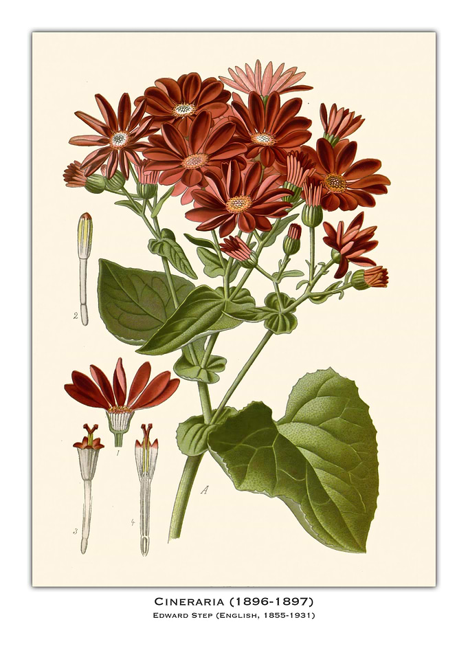 Cineraria Botanical Illustration