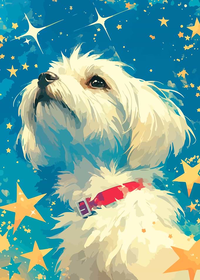 Inspirational Maltese and Stars Minimalist Art Illustration