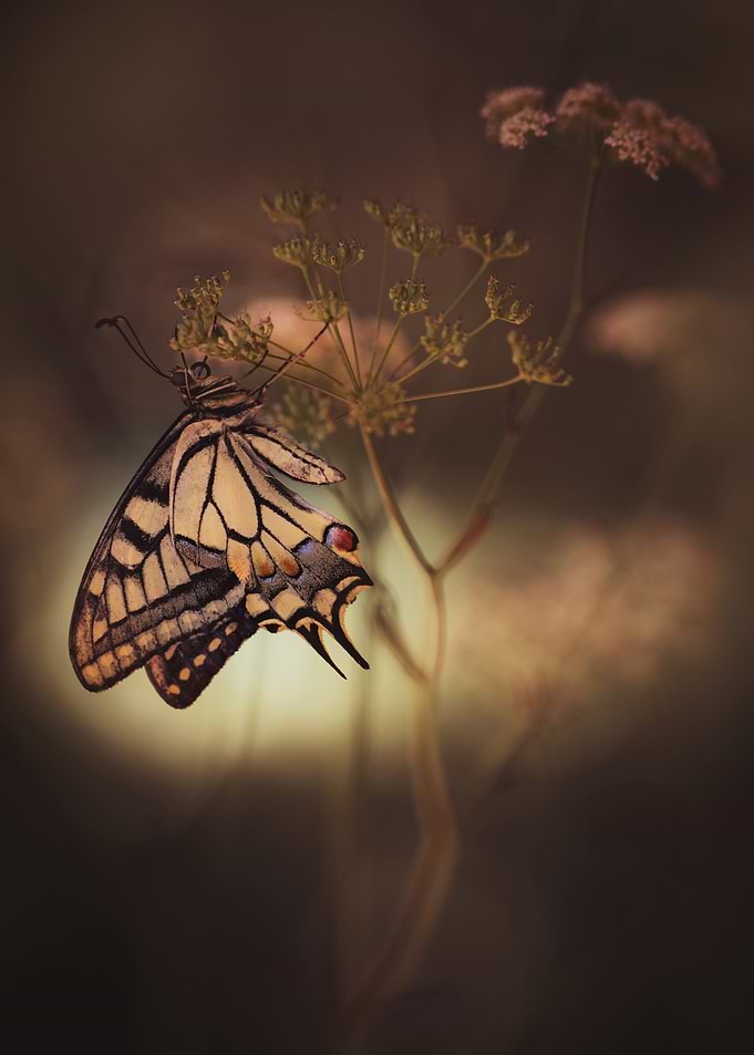 Butterfly on a Stem
