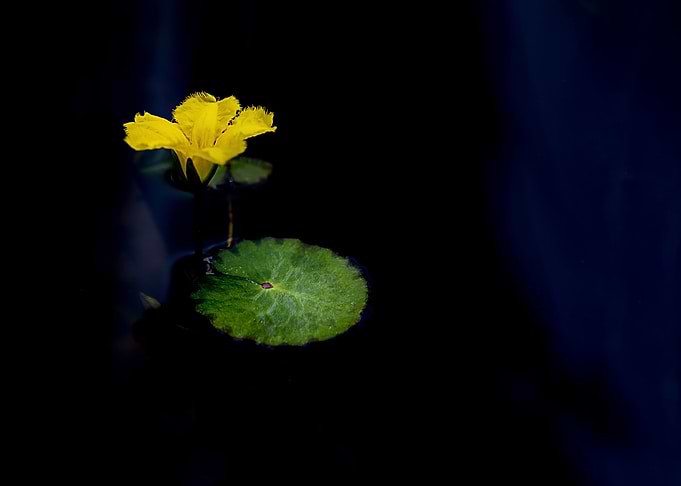 Yellow Flower and Leaf