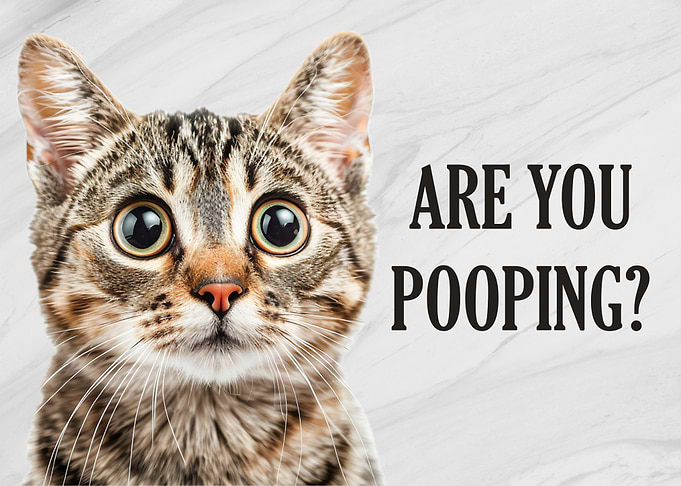 Cat Meme - Are You Pooping?