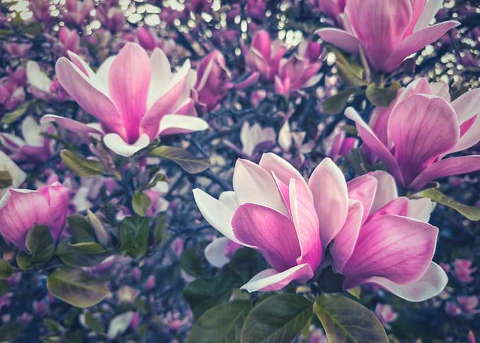Pink Magnolia Blossoms