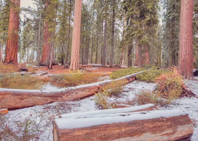 Snowy Forest Path