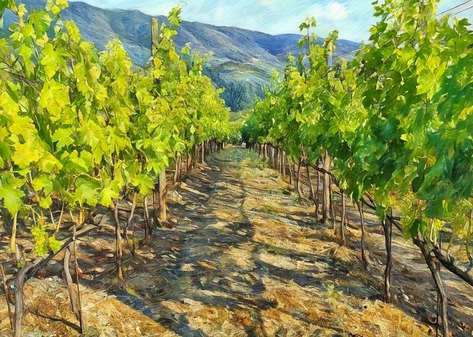 Vineyard Landscape