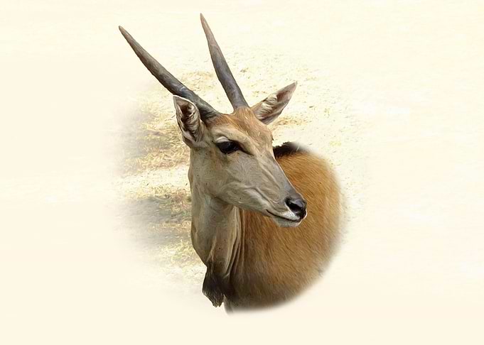 Eland Antelope Portrait